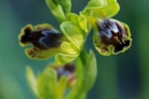 Ophrys galilaea